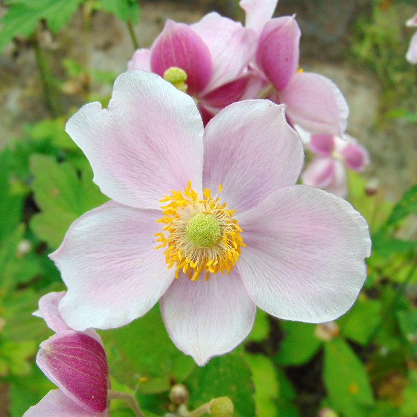 Anemone hupehensis September Charm - Anémona del Japón (Floración)