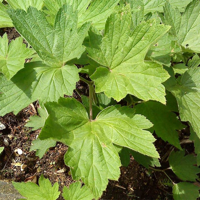 Anemone hupehensis Splendens - Anémona del Japón (Follaje)