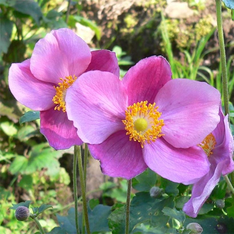 Anemone hupehensis Splendens - Anémona del Japón (Floración)