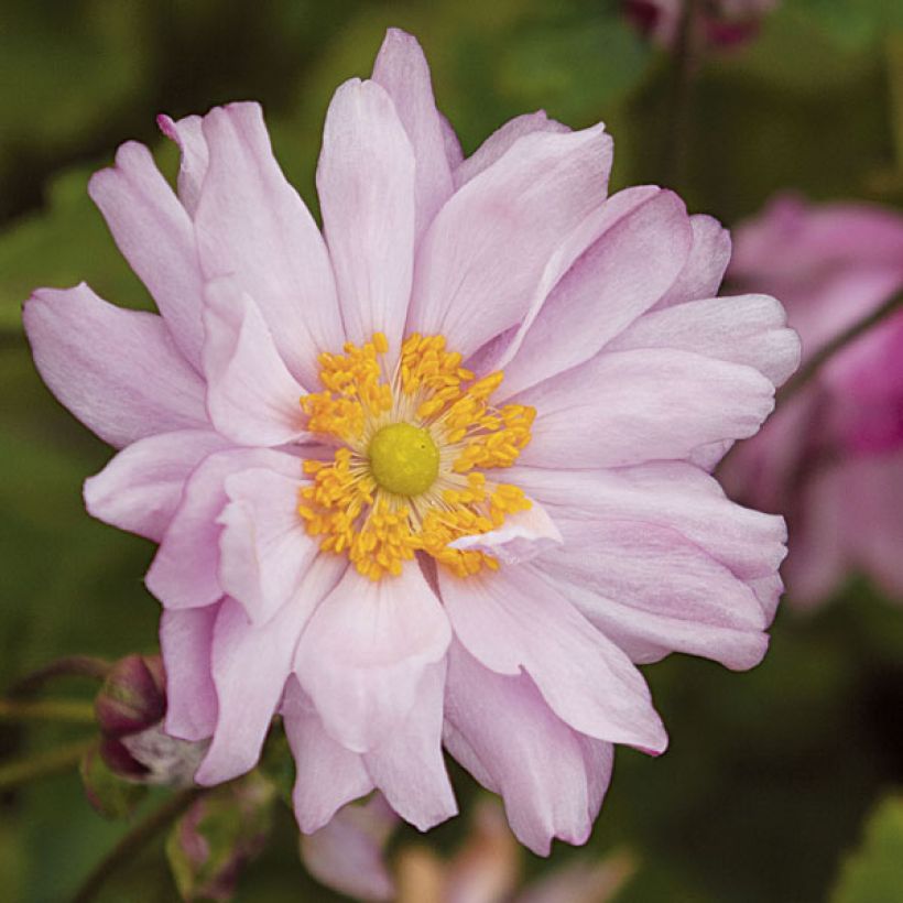 Anemone Mont Rose (Floración)