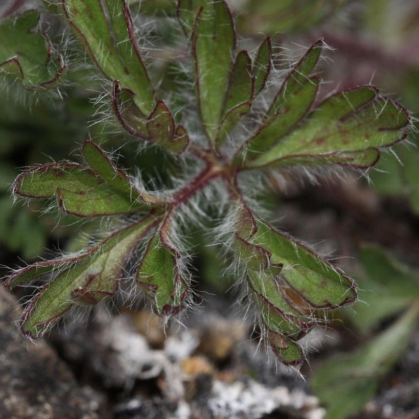 Anemone multifida Rosea (Follaje)