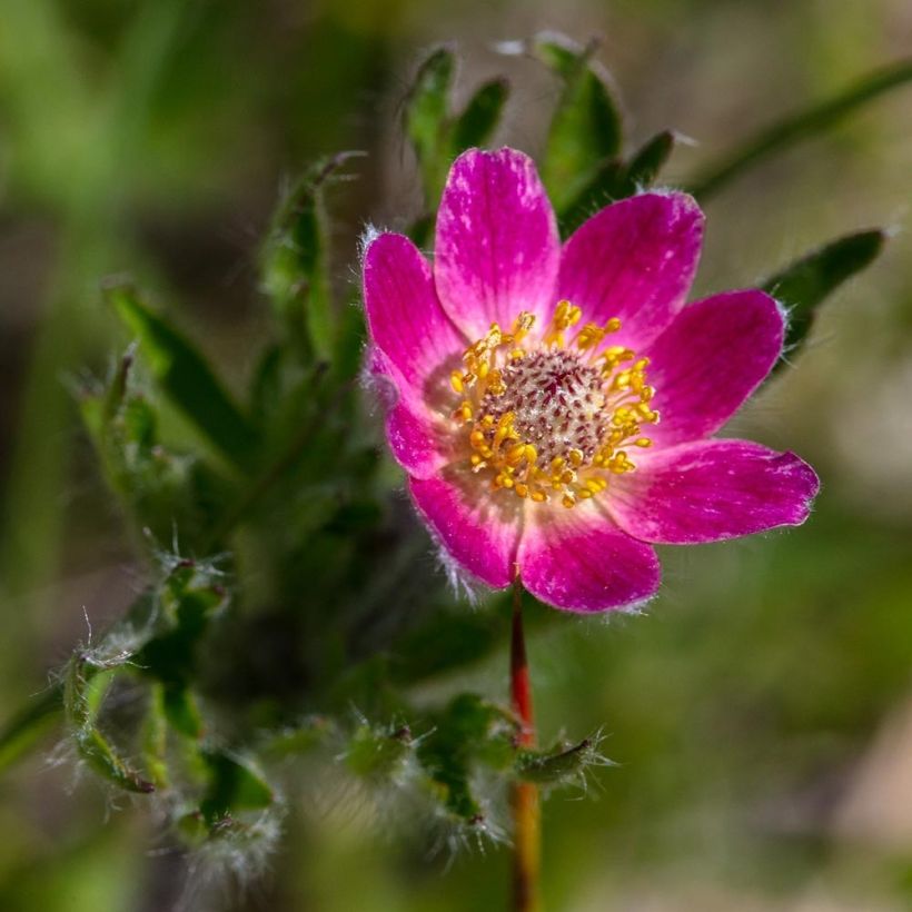 Anemone multifida Rosea (Floración)