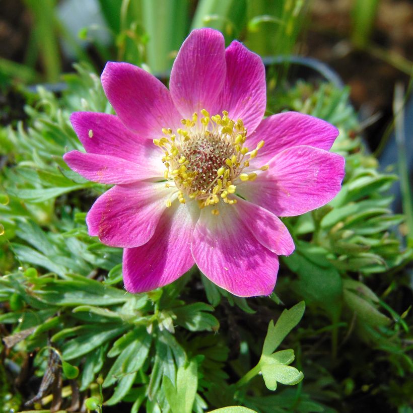 Anemone multifida Rubra (Floración)