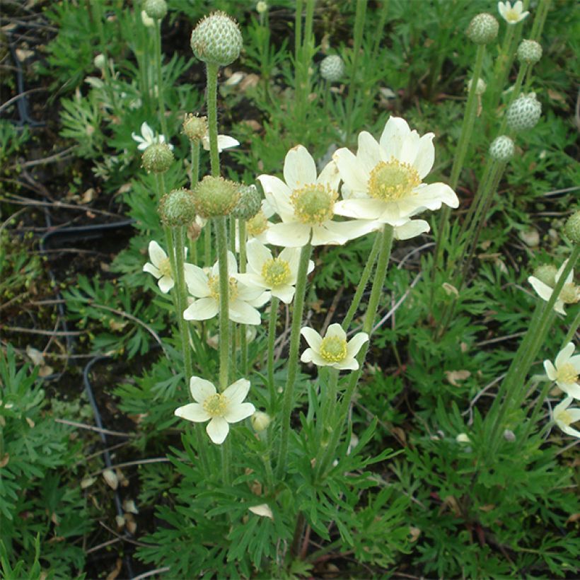 Anemone multifida Major (Floración)