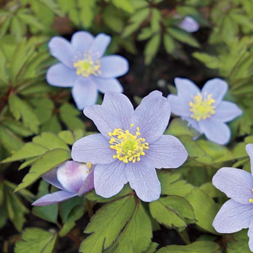 Anemone nemorosa Robinsoniana - Anémona de bosque (Floración)