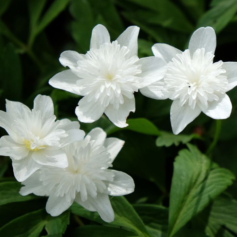 Anemone nemorosa Vestal - Anémona de bosque (Floración)