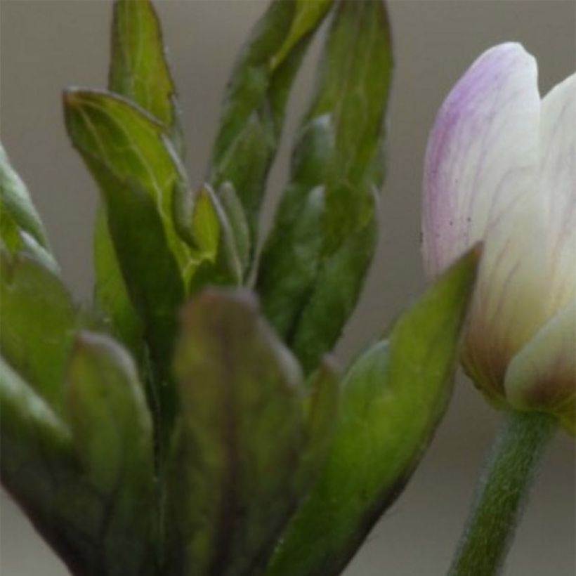 Anemone nemorosa Lucia - Anémona de bosque (Follaje)