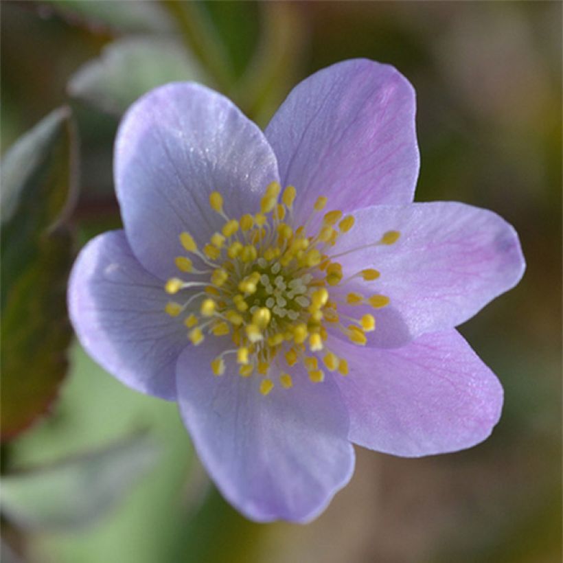 Anemone nemorosa Lucia - Anémona de bosque (Floración)