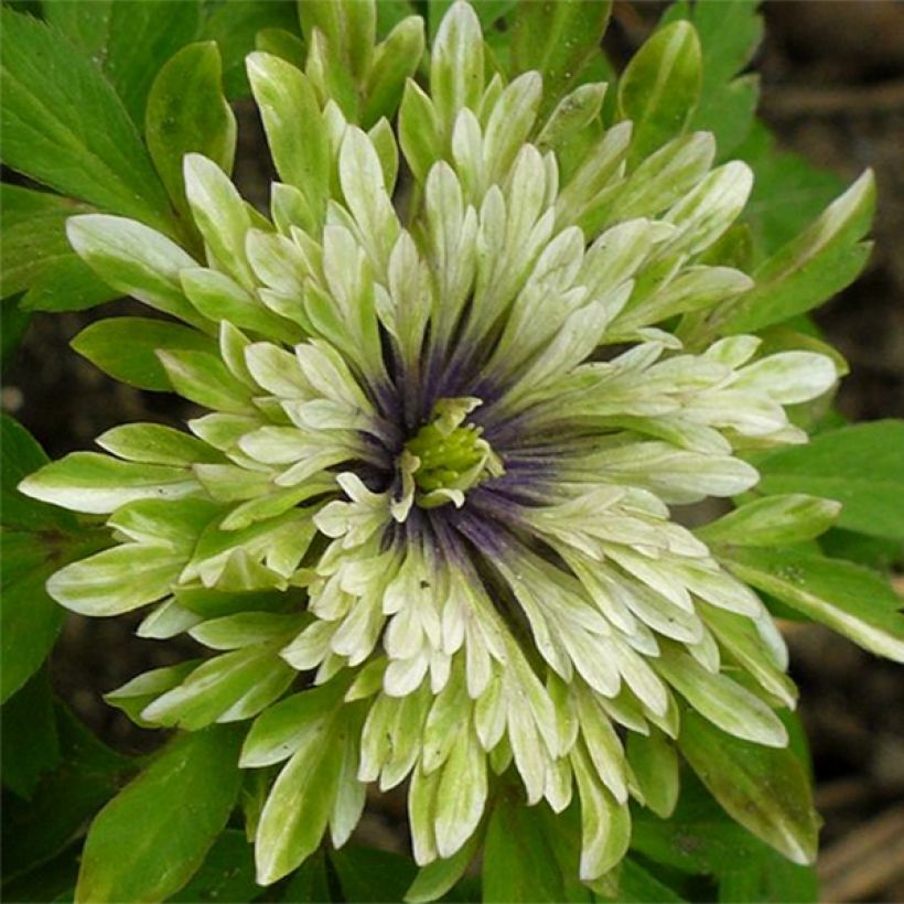 Anemone nemorosa Virescens - Anémone des bois (Floración)