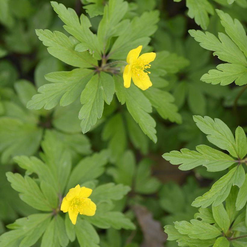 Anemone ranunculoides - Anémona amarilla (Follaje)