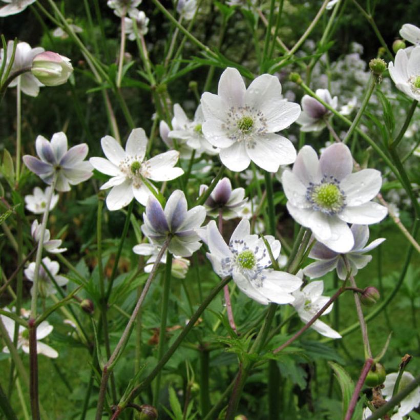 Anemone rivularis (Porte)