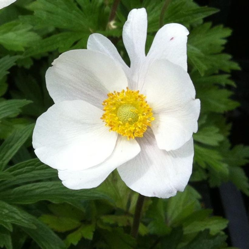 Anemone sylvestris - Anémona de verano (Floración)