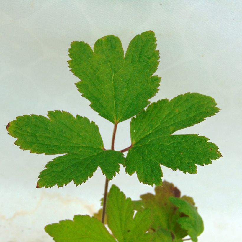 Anemone tomentosa Albadura (Follaje)