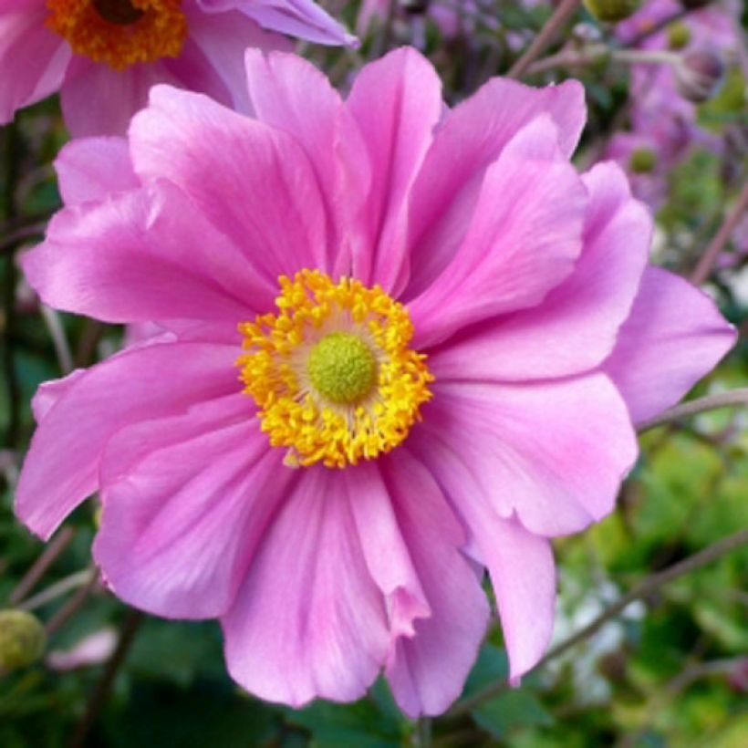 Anemone Serenade (Floración)