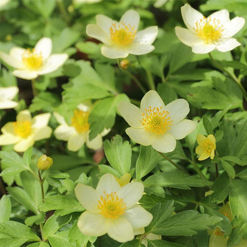 Anemone lipsiensis (Floración)