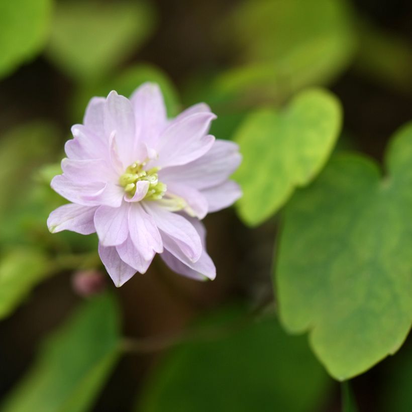 Anemonella thalictroides (Floración)