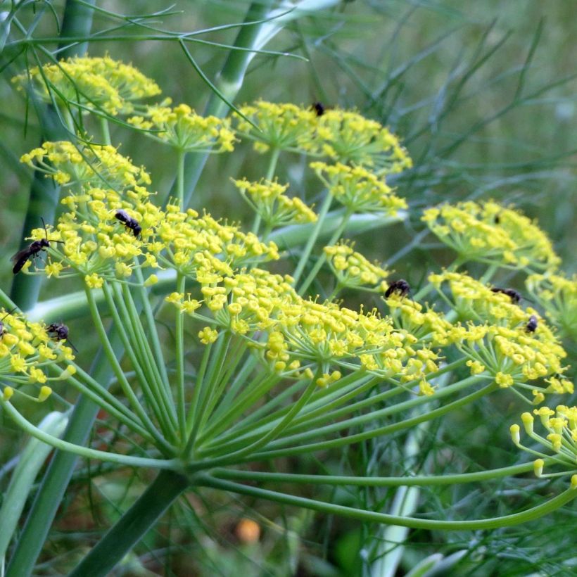 Eneldo Bio (maceta) (Floración)