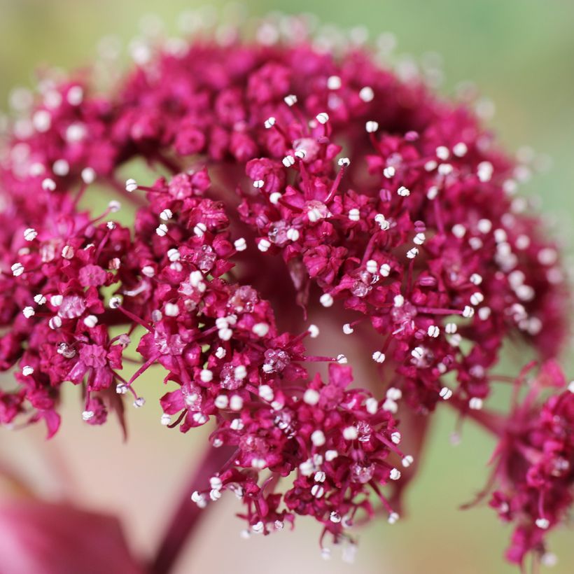 Angelica gigas - Angelica coreana (Floración)