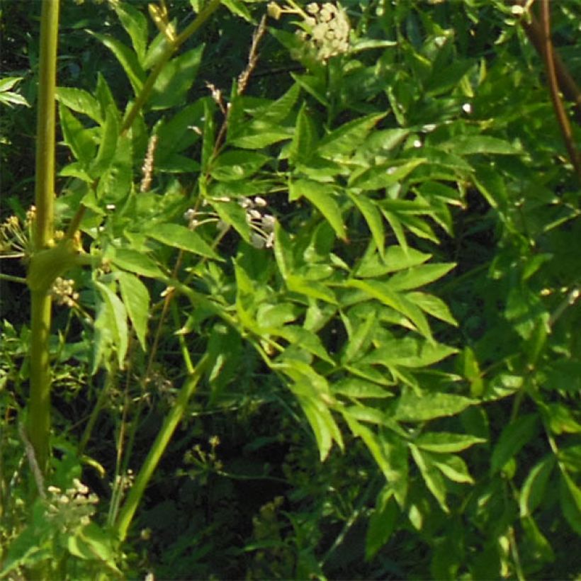 Angelica heterocarpa (Follaje)