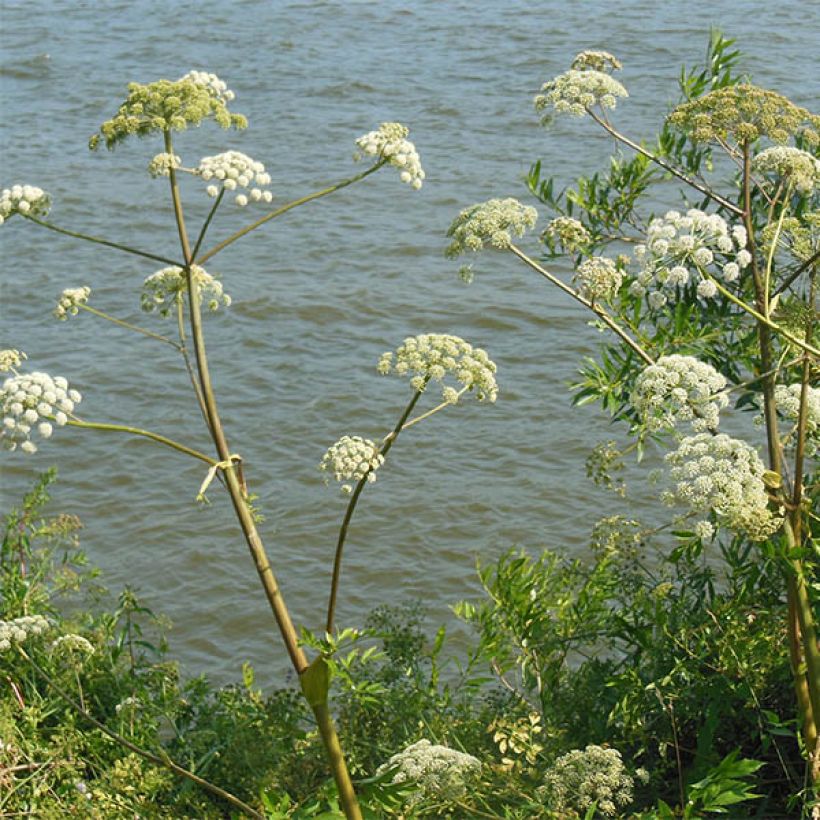 Angelica heterocarpa (Floración)