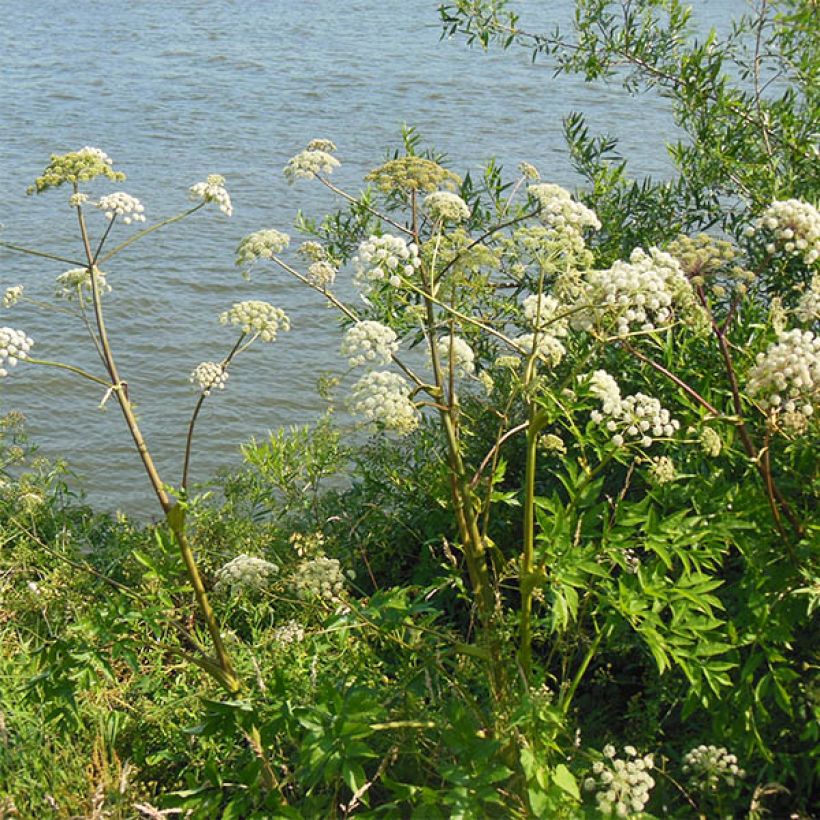 Angelica heterocarpa (Porte)