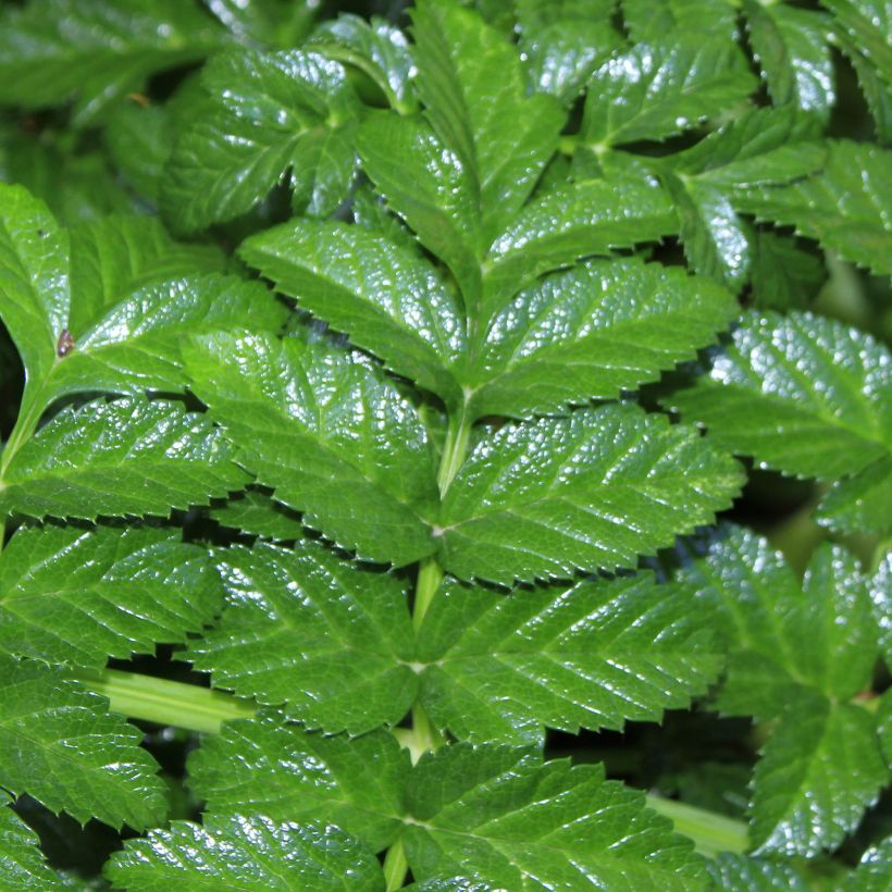 Angelica pachycarpa - Angélica de mar (Follaje)