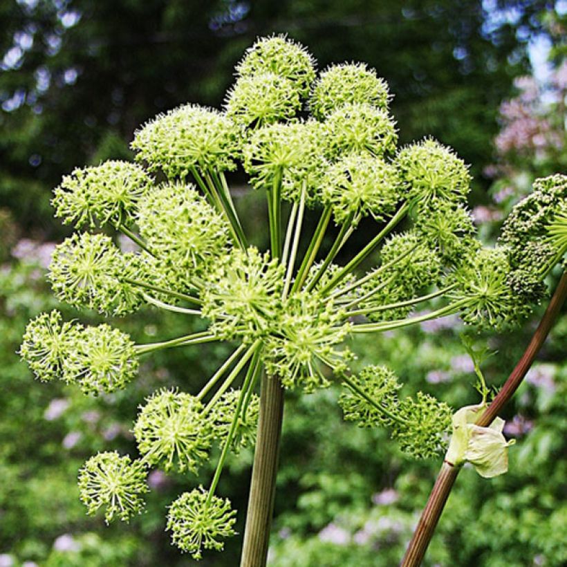 Angélica - Angelica archangelica (Floración)