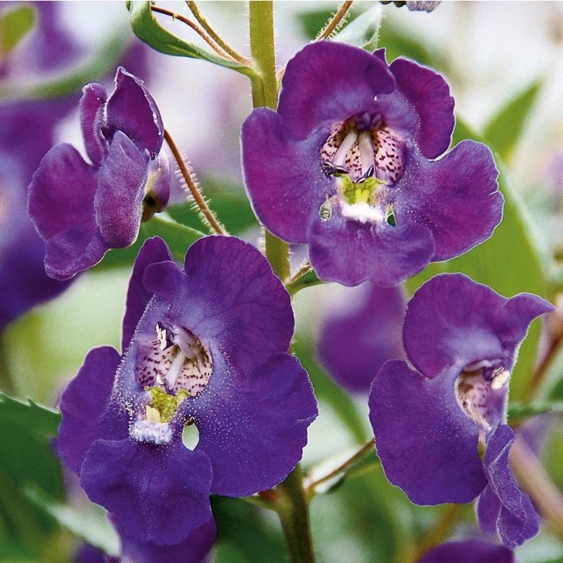 Angelonia angustifolia Angelface Blue (Floración)