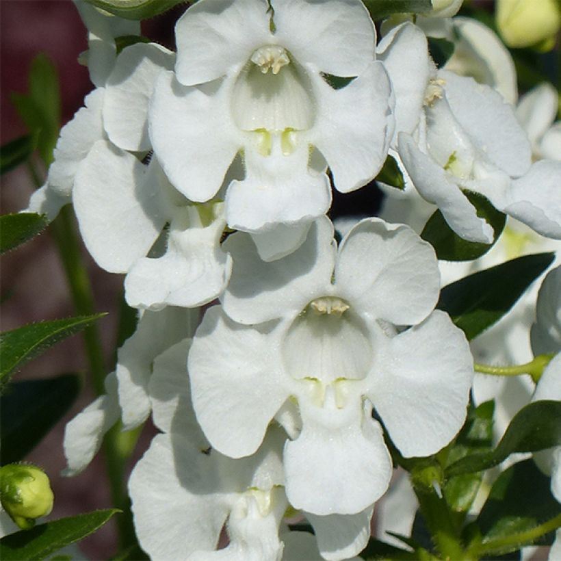 Angelonia angustifolia Angelface Carrara (Floración)