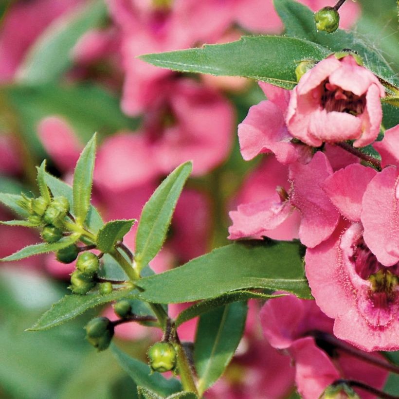 Angelonia angustifolia Angelface Pink (Follaje)