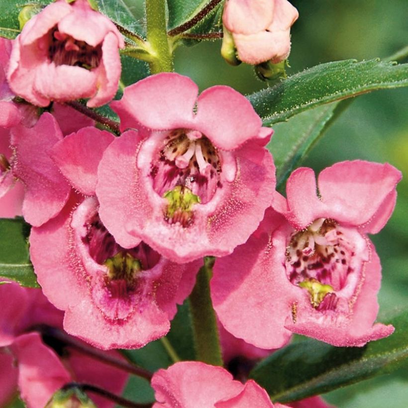 Angelonia angustifolia Angelface Pink (Floración)