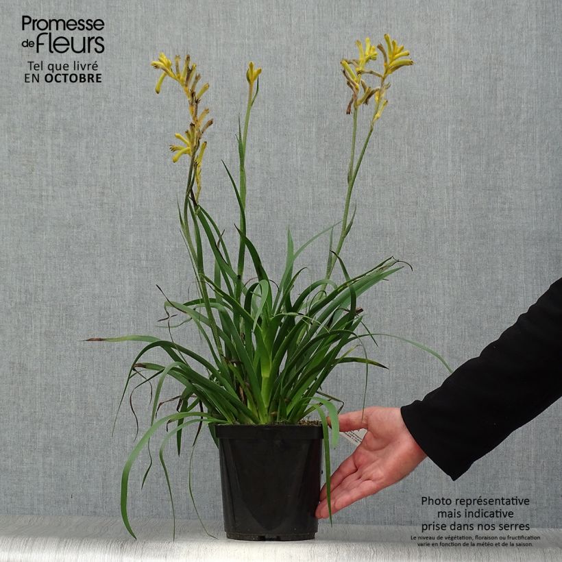 Ejemplar de Anigozanthos Bush Bonanza  Pot de 3L entregado en otoño