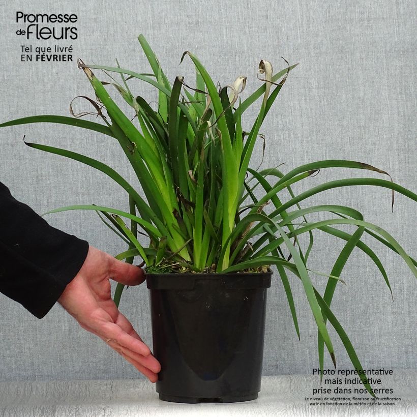 Anigozanthos Bush Bonanza  Pot de 3L Ejemplar entregado en invierno