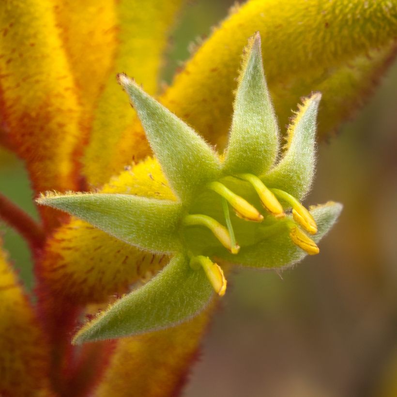 Anigozanthos flavidus Bush Bonanza (Floración)