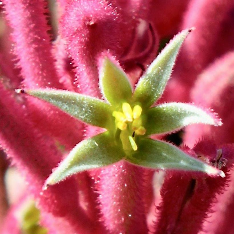 Anigozanthos flavidus Bush Pearl (Floración)