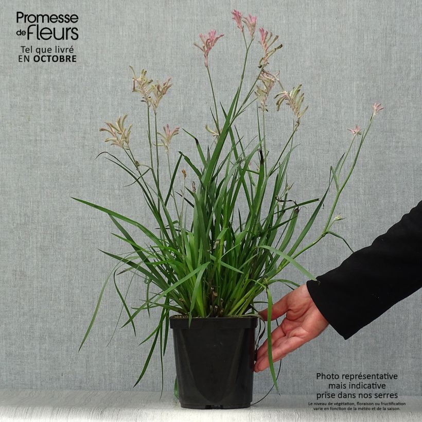 Ejemplar de Anigozanthos Bush Pearl  Pot de 3L entregado en otoño