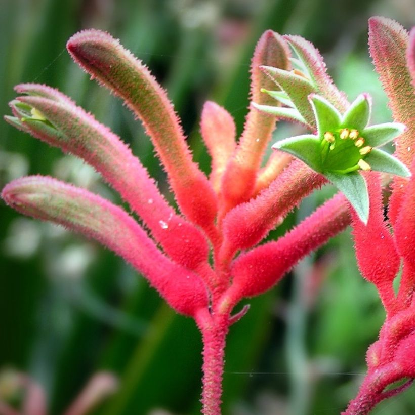 Anigozanthos flavidus - Pata de canguro (Floración)