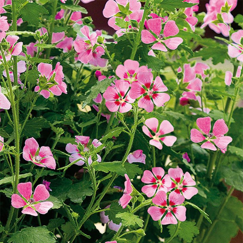 Anisodontea Lady in Pink (Floración)