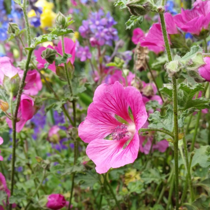 Anisodontea capensis El Rayo (Floración)