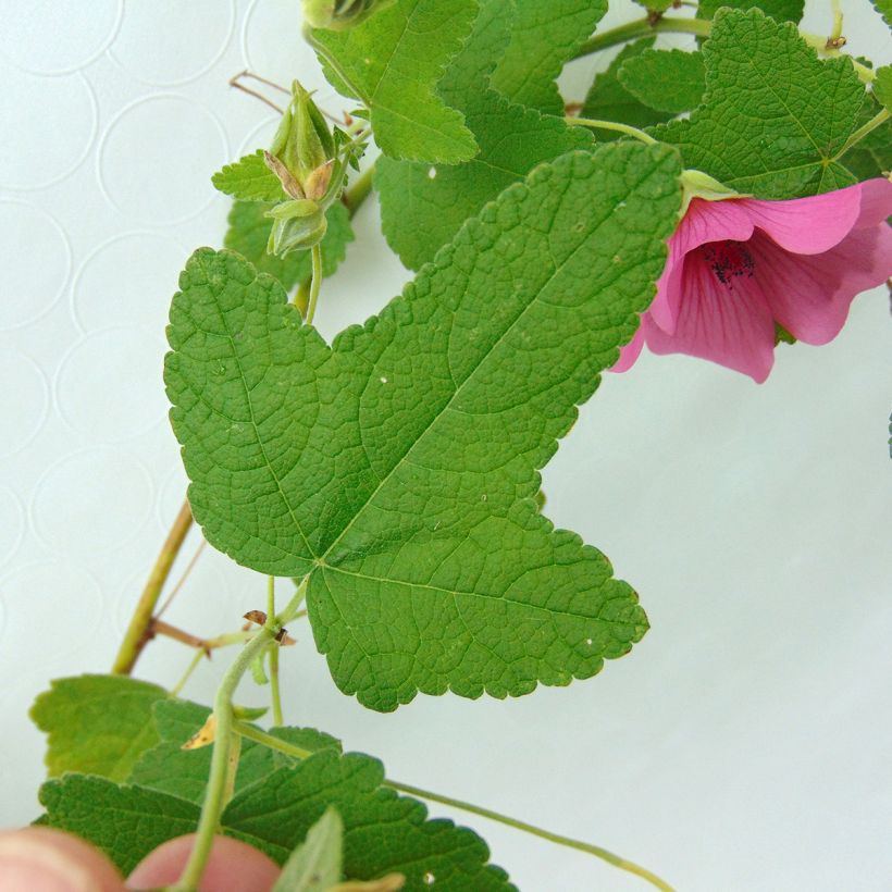 Anisodontea capensis El Rayo (Follaje)