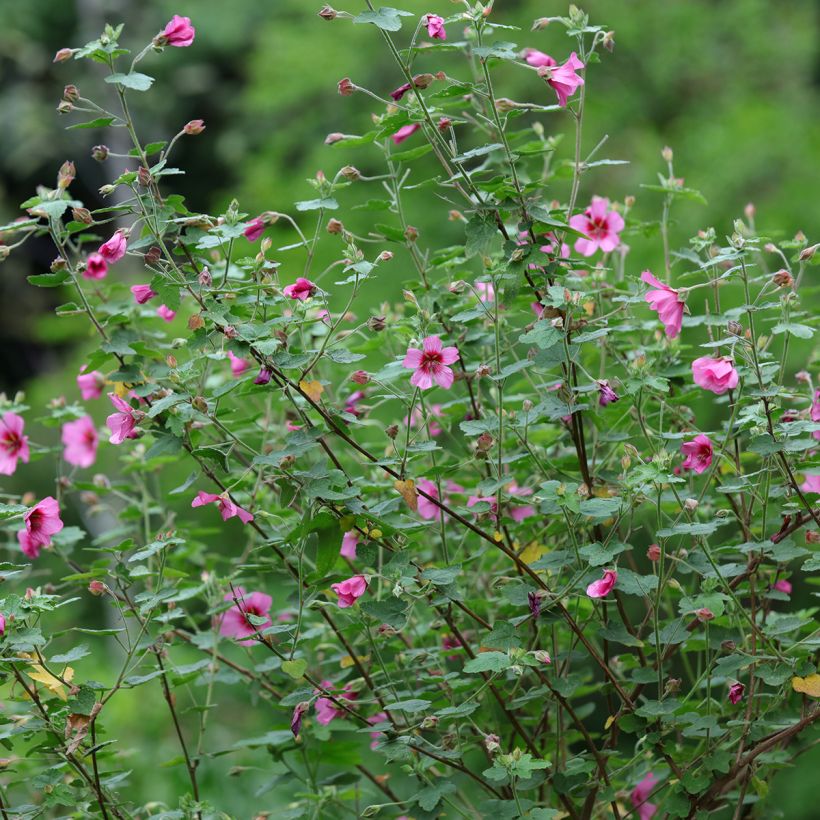 Anisodontea capensis El Rayo (Porte)