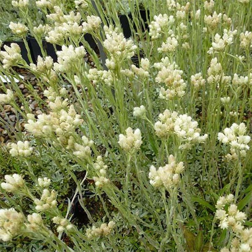 Antennaria dioica var. borealis - Pie de gato (Porte)