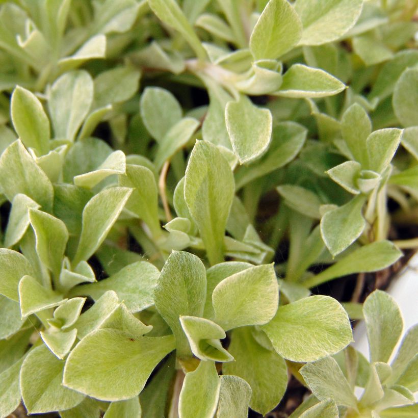 Antennaria dioica var. borealis - Pie de gato (Follaje)