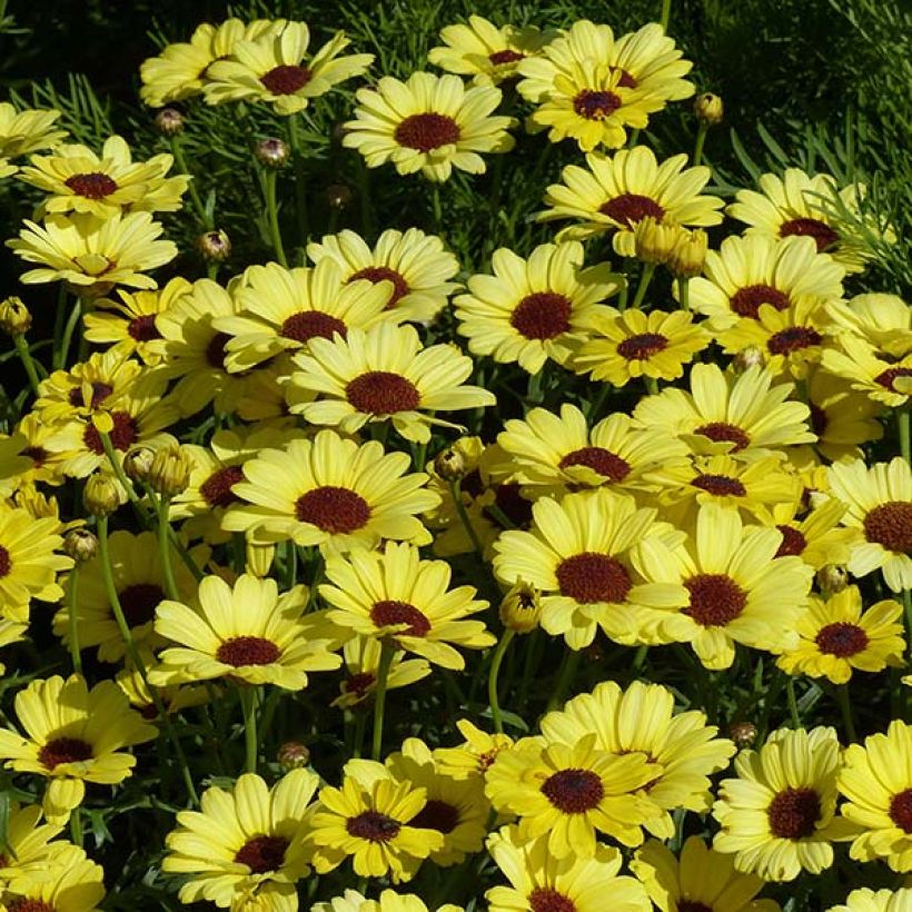 Argyranthemum Grandaisy Gold (Floración)