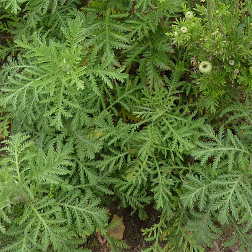 Anthemis tinctoria Kelwayi - Camomila amarilla (Follaje)