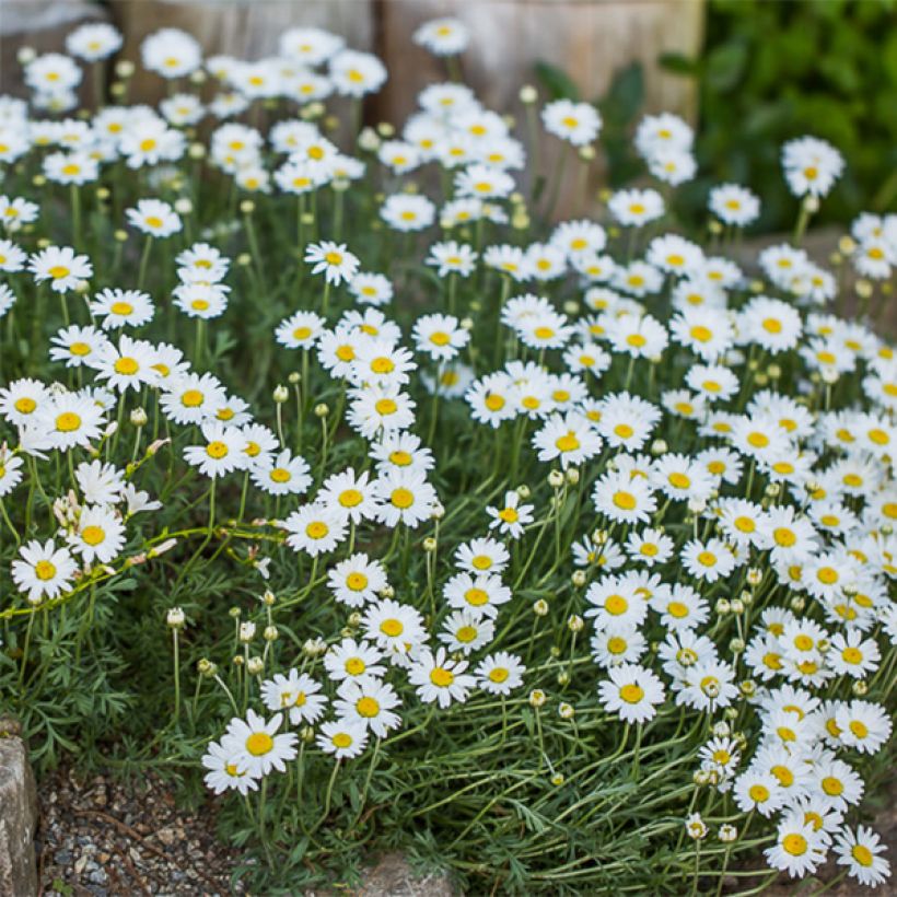 Anthemis carpatica Karpatenschnee (Floración)