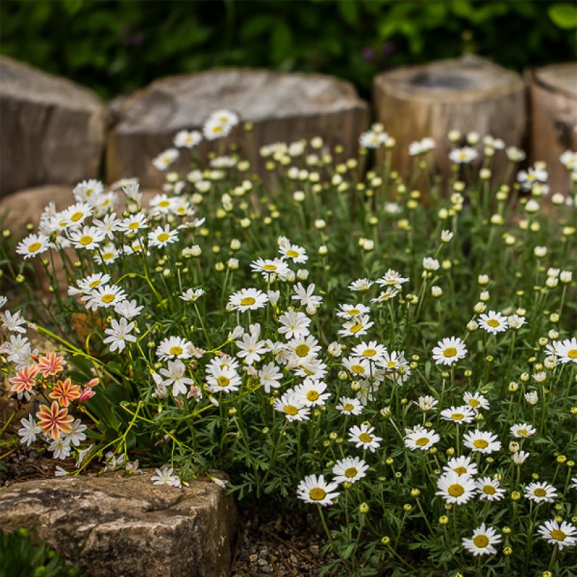 Anthemis carpatica Karpatenschnee (Porte)