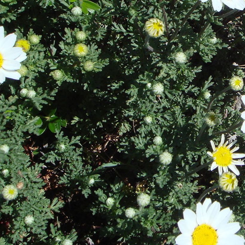 Anthemis punctata subsp. cupaniana (Follaje)