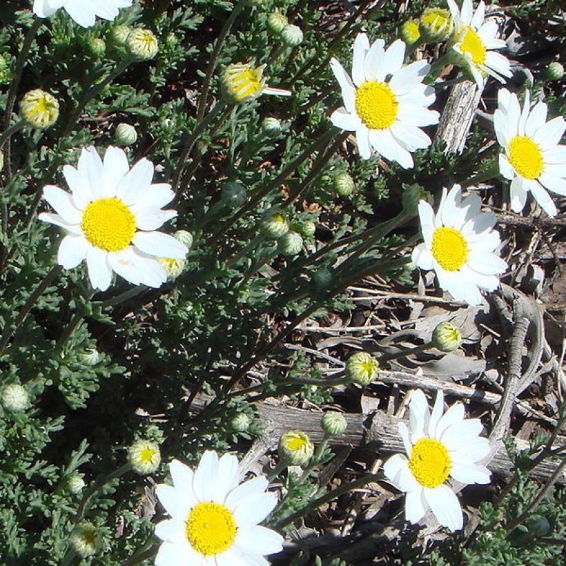 Anthemis punctata subsp. cupaniana (Porte)