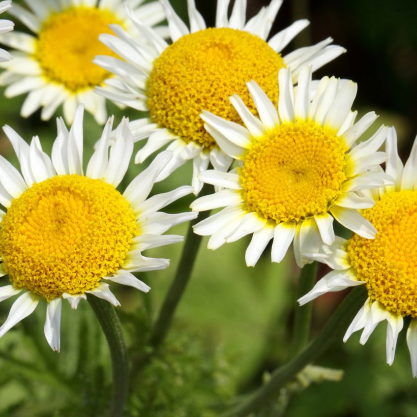 Anthemis punctata subsp. cupaniana (Floración)